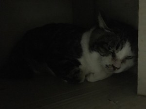 20161221ガタ