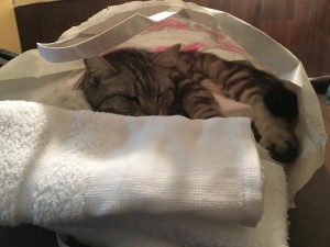 20161229　レオン