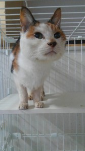 20170129 ネネ