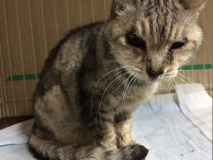 20170112ちーちゃん