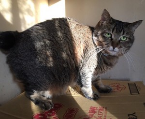 20170224ナナ