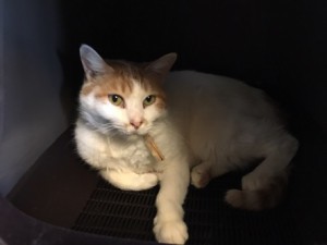 20170113シロ