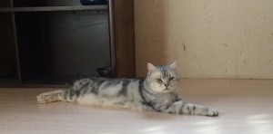 ちび太　20170216