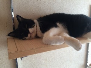 20170214ココ