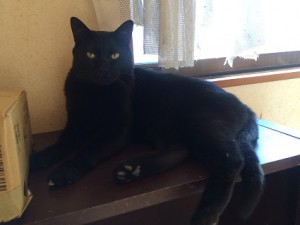 20170208 黒ココ