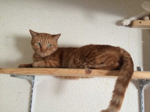 20170221トラ