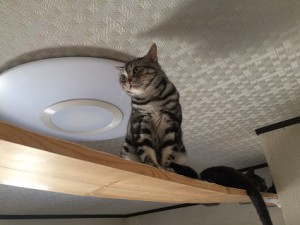 さくら　20170128