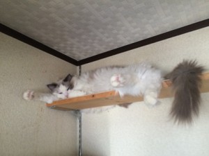 20170131小太郎