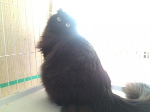 カール　20170130