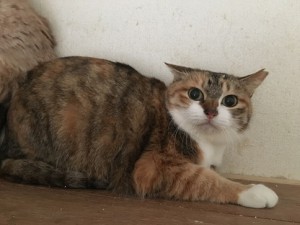 三毛