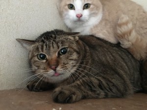 キジタロ