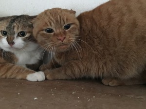 おこげ