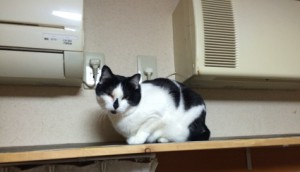 20170224ハナ