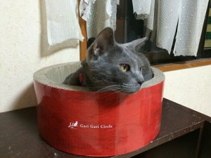 20170407ロコ