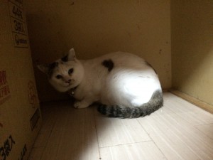 20170411フク