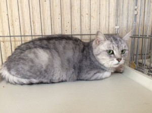 20170310ヒナ