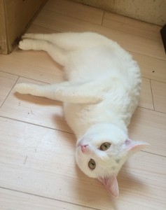 ふーた