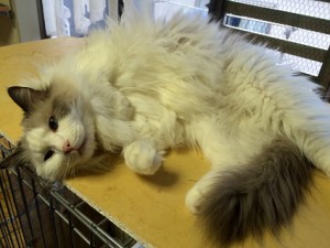20170701小太郎