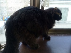 20170701カール
