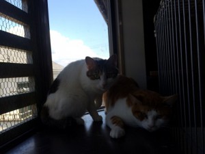 ぶーコロ20170614