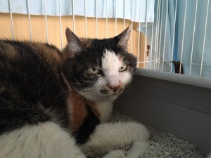 20170614ミル