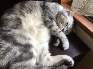 20170622チビ太
