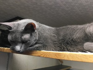 20170722あー