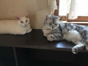 ふーた　ちび太　20170713