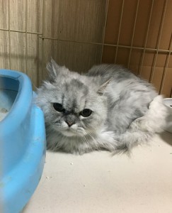 20170722さくら