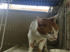 20170722ミー