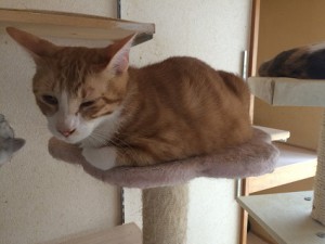 茶太郎20170705