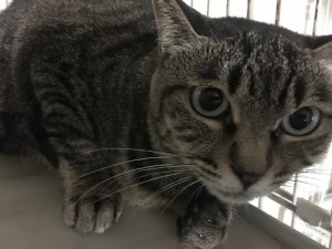 20170811ちょこ