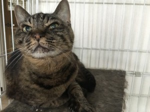 20170815コゾ