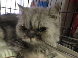 20170816さくら