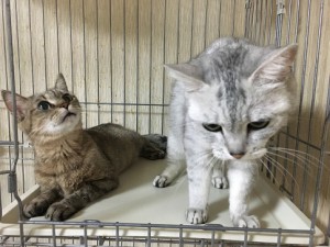 20170816ヒナミク