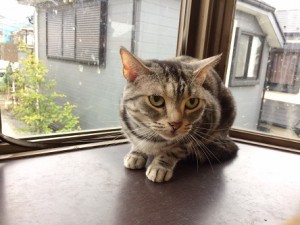 さくら20170916