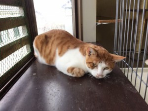 ぶー20170907