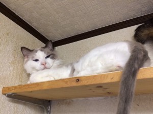 20170907小太郎