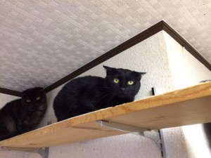 ハル20170912