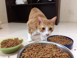 茶太郎20170910