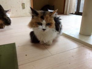 20170907アイ