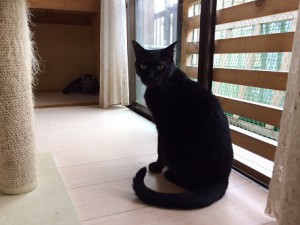 ココ20170911