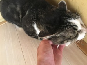 20170922クロ