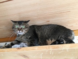 20171017ナナ