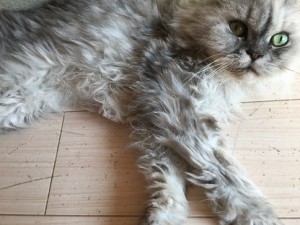 サクラ20171101