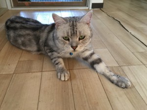 ちび太　20171013