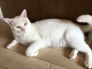 ふ―太　20171013