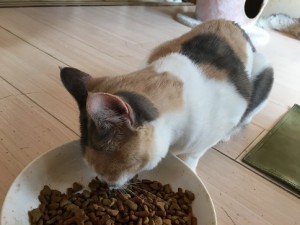 ララ20171021