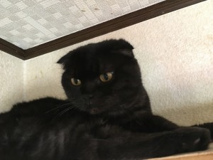 サンペイ20171028