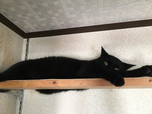 20171021ハル